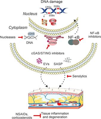 DNA damage, inflammation and aging: Insights from mice